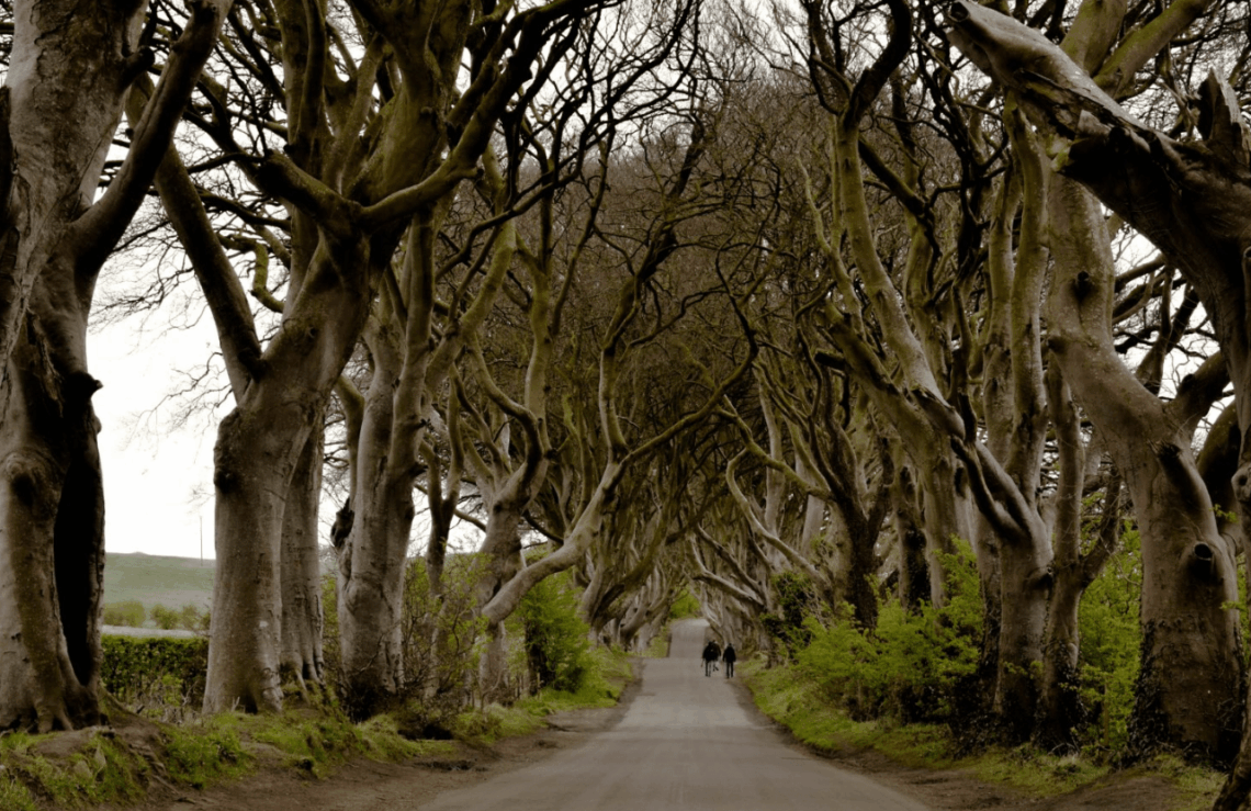 How to Visit the Dark Hedges and Other Game of Thrones Filming Locations in Antrim