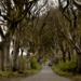 How to Visit the Dark Hedges and Other Game of Thrones Filming Locations in Antrim